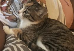 Lost Female Cat last seen Elmridge &, Flower Mound, TX 75022