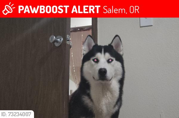 Lost Male Dog last seen Lancaster st, Salem, OR 97305