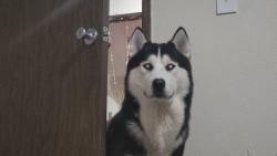 Lost Male Dog last seen Lancaster st, Salem, OR 97305
