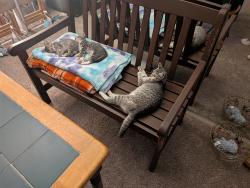 Reunited Female Cat last seen Chiesa, Rowlett, TX 75089