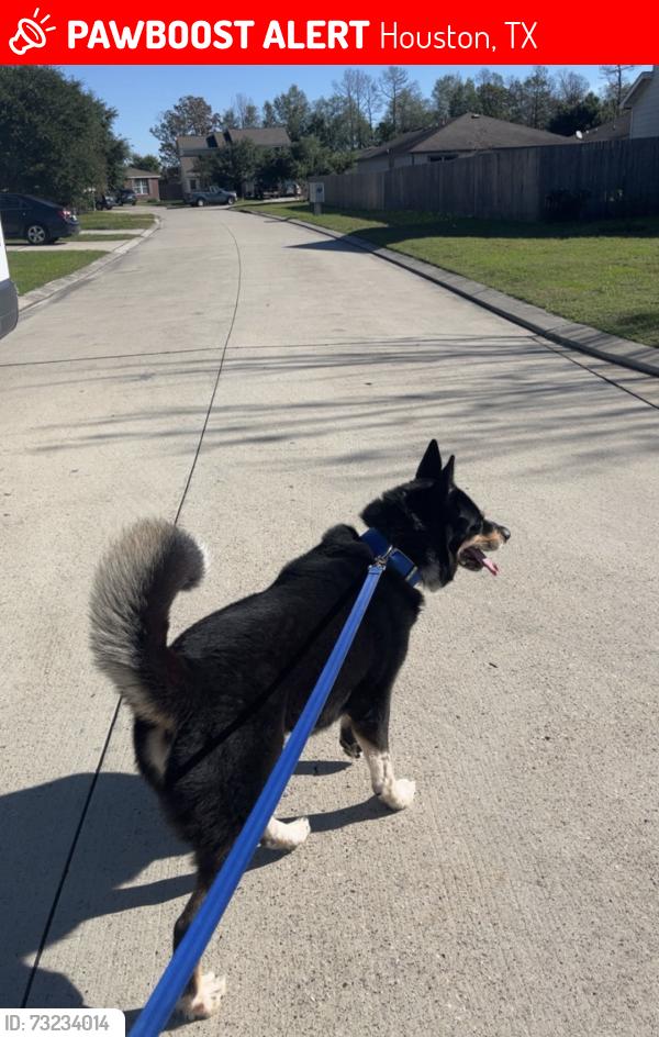 Lost Male Dog last seen The hse apmts, Houston, TX 77030
