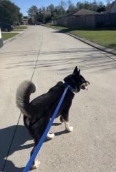 Lost Male Dog last seen The hse apmts, Houston, TX 77030
