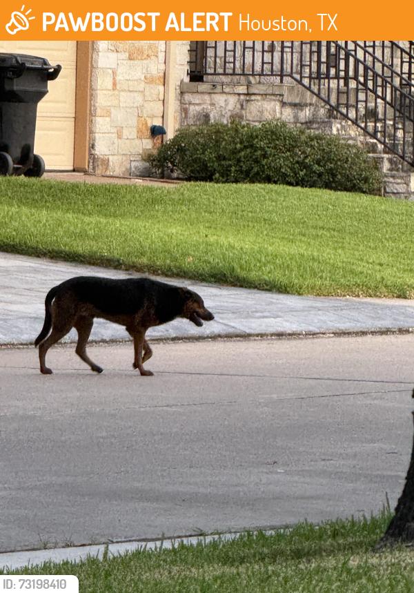 Found/Stray Unknown Dog last seen Drummond and Braes, Houston, TX 77025