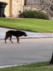 Found/Stray Unknown Dog last seen Drummond and Braes, Houston, TX 77025