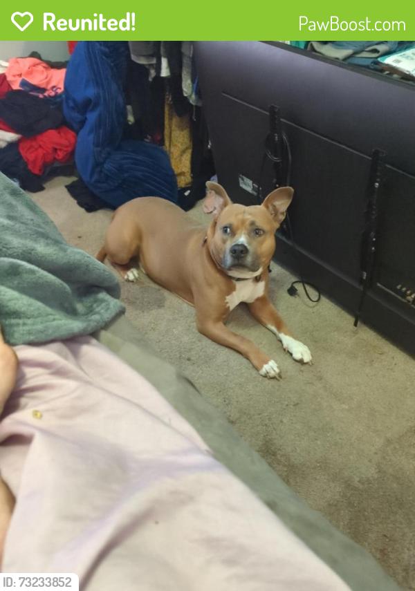Reunited Male Dog last seen 8th street mobile home park, Casselberry, FL 32707
