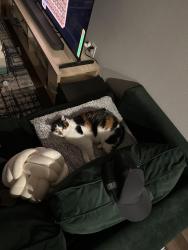 Reunited Female Cat last seen Taylor Lake, Seabrook, TX 77568