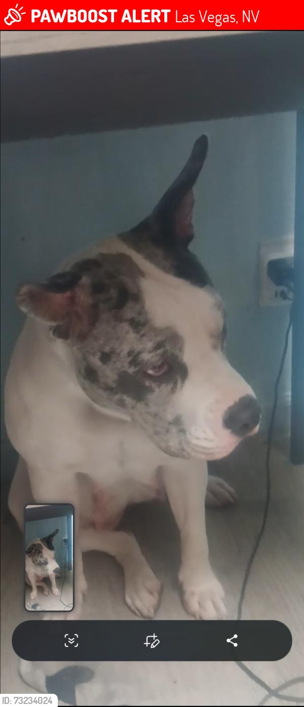Lost Female Dog last seen Charleston and freemont, Las Vegas, NV 89101