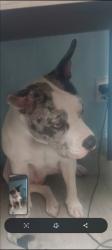 Lost Female Dog last seen Charleston and freemont, Las Vegas, NV 89101