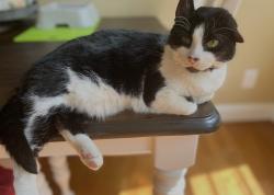 Reunited Female Cat last seen Boyce Street, Greenville, SC 29601