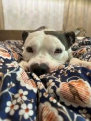 Shelter Stray Female Dog last seen PINEVILLE, 8315 Byrum Dr, Charlotte, NC 28217, USA