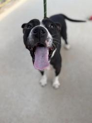Shelter Stray Female Dog last seen HUNTERSVILLE, 8315 Byrum Dr, Charlotte, NC 28217, USA