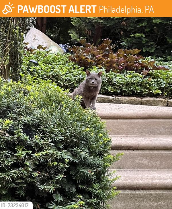 Found/Stray Unknown Cat last seen Gorgas Lane and Lawnton St. Phila. PA 19128, Philadelphia, PA 19128