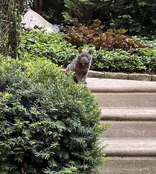 Found/Stray Unknown Cat last seen Gorgas Lane and Lawnton St. Phila. PA 19128, Philadelphia, PA 19128