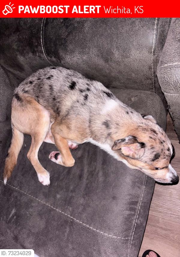 Lost Male Dog last seen Lincoln and George Washington, Wichita, KS 67211