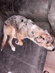Lost Male Dog last seen Lincoln and George Washington, Wichita, KS 67211