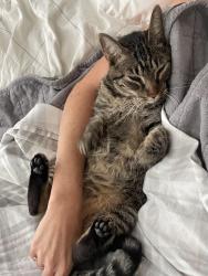 Lost Female Cat last seen Chinook, Warwick, RI 02818