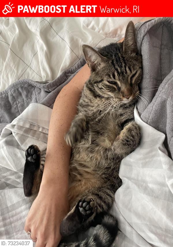 Lost Female Cat last seen Chinook, Warwick, RI 02818