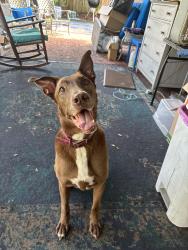 Lost Female Dog last seen Himes, Tampa, FL 33611