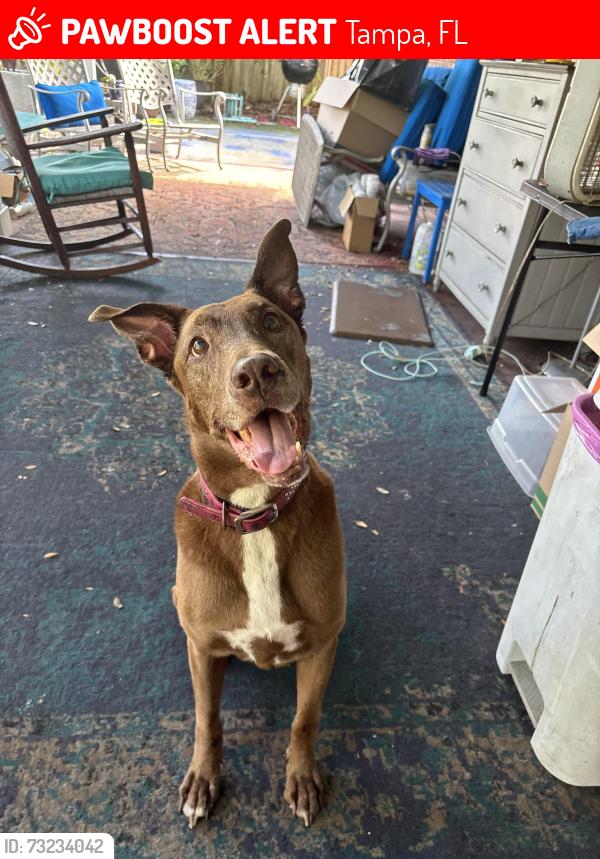 Lost Female Dog last seen Himes, Tampa, FL 33611
