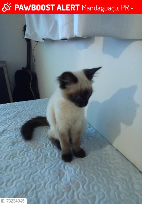 Lost Male Cat last seen Mandaguaçu, Mandaguaçu, PR 87160-000