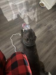 Reunited Male Dog last seen near abernathy lane in cortland mirror lake apmts, Forest City, FL 32703