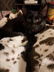 Lost Female Cat last seen Aspen apmts in bealeton near post office, Bealeton, VA 22712