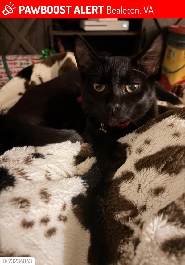 Lost Female Cat last seen Aspen apmts in bealeton near post office, Bealeton, VA 22712