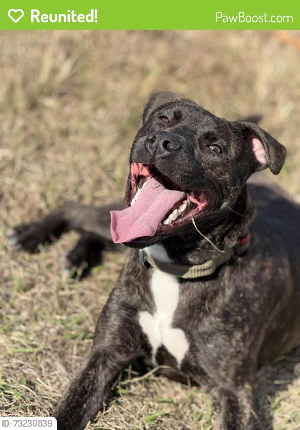 Reunited Male Dog last seen Near great family trl Ooltewah tn, Ooltewah, TN 37363