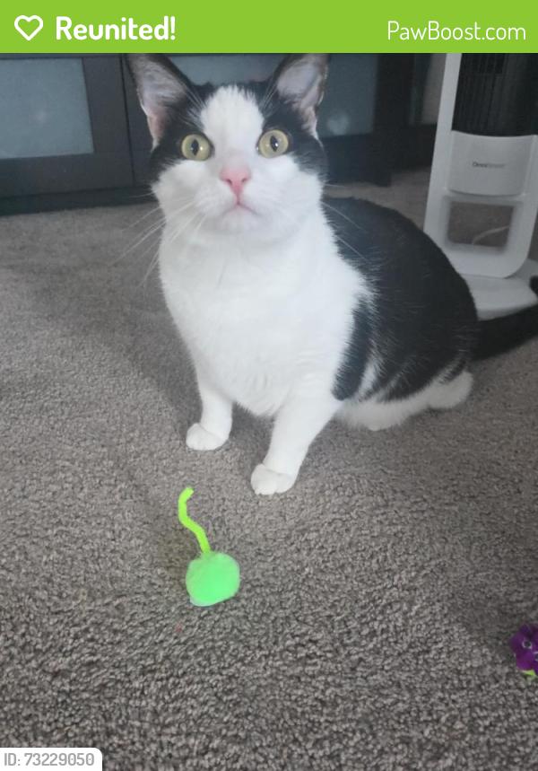 Reunited Male Cat last seen 3 Mile Rd NE, Grand Rapids, MI 49525