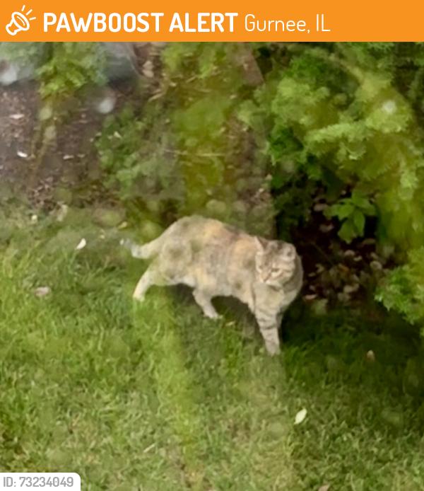 Found/Stray Unknown Cat last seen Fairway Ridge subdivision, Gurnee, IL 60031