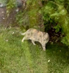 Found/Stray Unknown Cat last seen Fairway Ridge subdivision, Gurnee, IL 60031