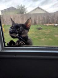 Found/Stray Unknown Cat last seen Somerset way and I35, San Antonio, TX 78211