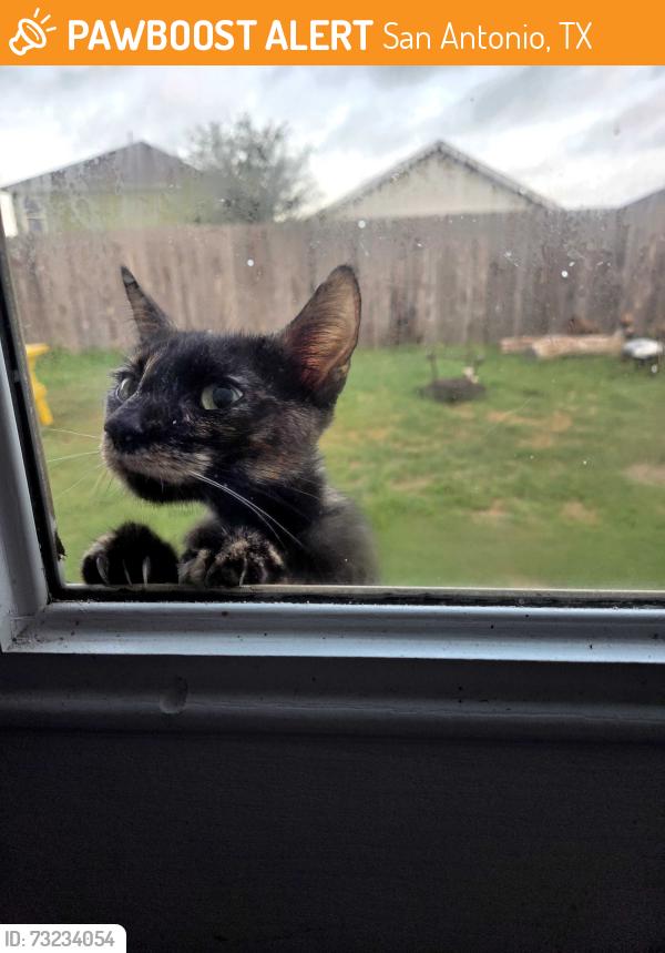 Found/Stray Unknown Cat last seen Somerset way and I35, San Antonio, TX 78211