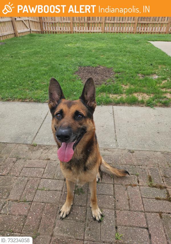 Found/Stray Male Dog last seen 16th and Emerson, Indianapolis, IN 46201
