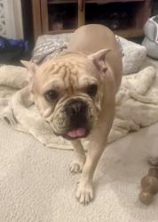 Reunited Male Dog last seen Kenwood and Greenwood, San Bernardino, CA 92407