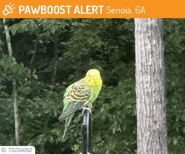 Found/Stray Unknown Bird last seen Dead oak road, Senoia, GA 30276