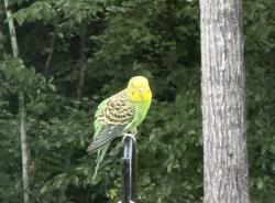 Found/Stray Unknown Bird last seen Dead oak road, Senoia, GA 30276