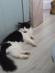 Reunited Male Cat last seen E13 0sj, Greater London, England E13 0SJ