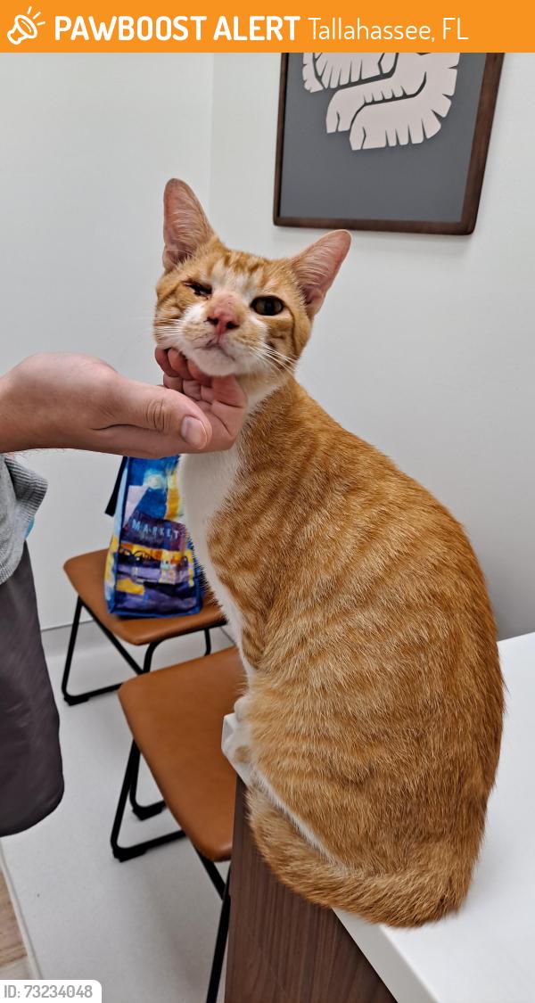 Found/Stray Male Cat last seen Runnemede and Royal Oaks Dr., Tallahassee, FL 32309