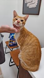 Found/Stray Male Cat last seen Runnemede and Royal Oaks Dr., Tallahassee, FL 32309