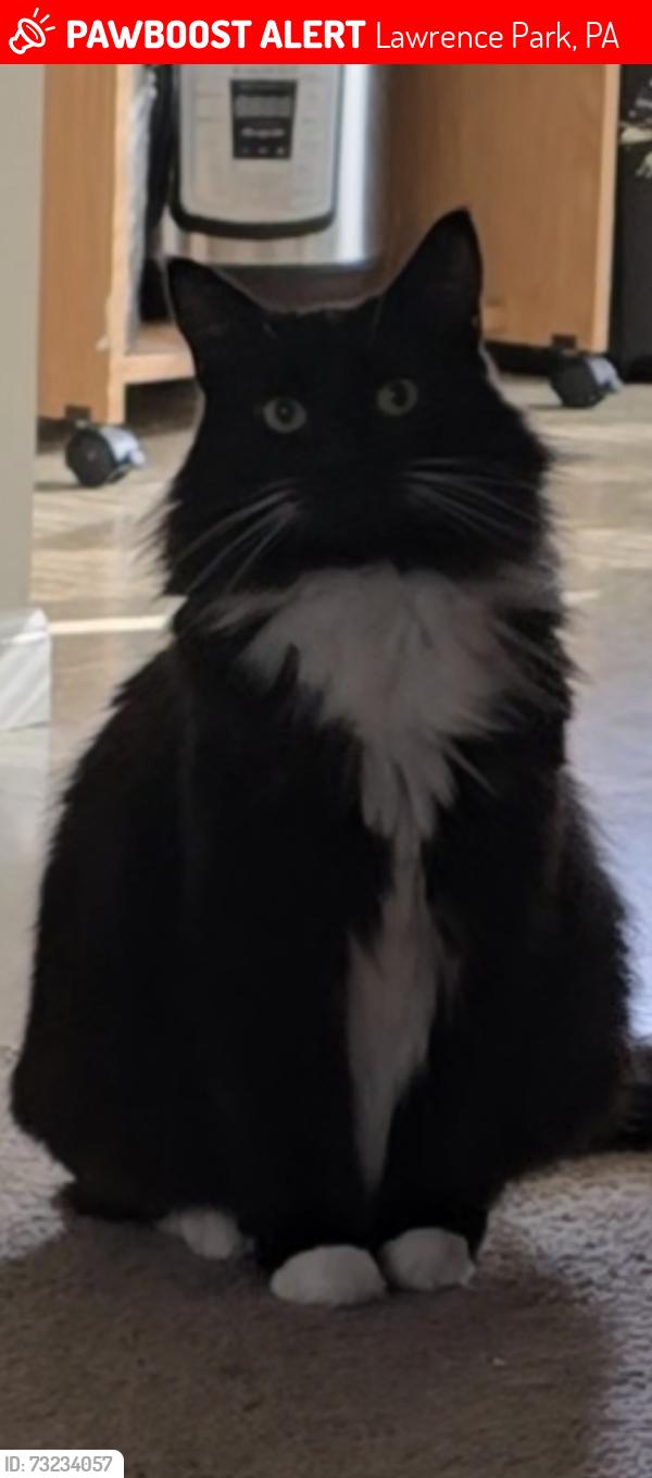 Lost Male Cat last seen Iroquois ave, Lawrence Park, PA 16511