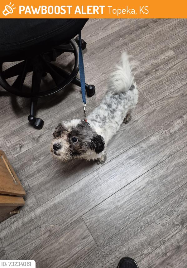 Found/Stray Female Dog last seen 3rd Oakley, Topeka, KS 66604