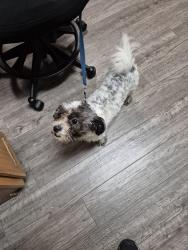 Found/Stray Female Dog last seen 3rd Oakley, Topeka, KS 66604