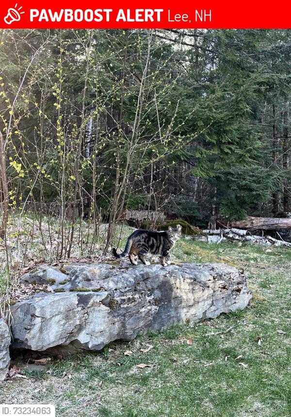Lost Female Cat last seen Kelsey Rd, Lee, NH 03861