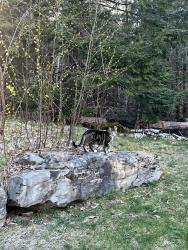 Lost Female Cat last seen Kelsey Rd, Lee, NH 03861