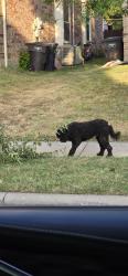 Reunited Male Dog last seen Starboard and Coral Creek Fort Worth, Fort Worth, TX 76135
