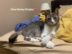 Lost Female Cat last seen Madrid st, Georgetown, TX 78628