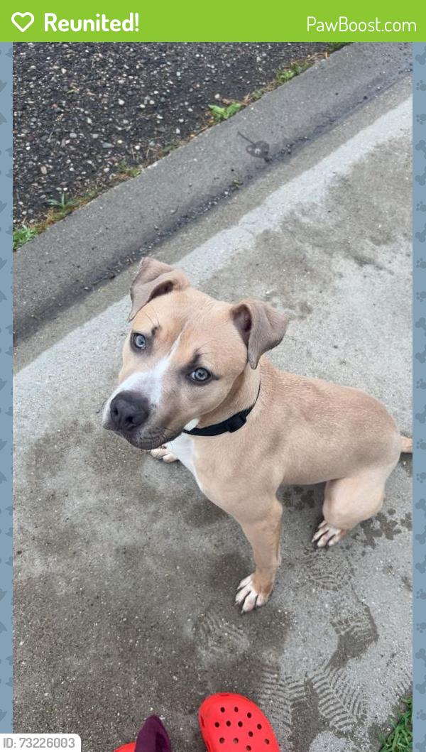 Reunited Male Dog last seen Chelsea and Flushing Road, Flint, MI 48503