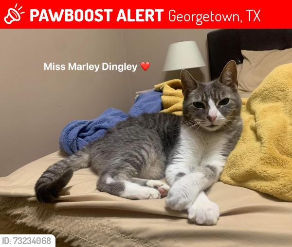 Lost Female Cat last seen Madrid st, Georgetown, TX 78628