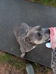 Found/Stray Male Dog last seen Waterlace Drive and Yarborough Drive, South Fulton, GA 30213